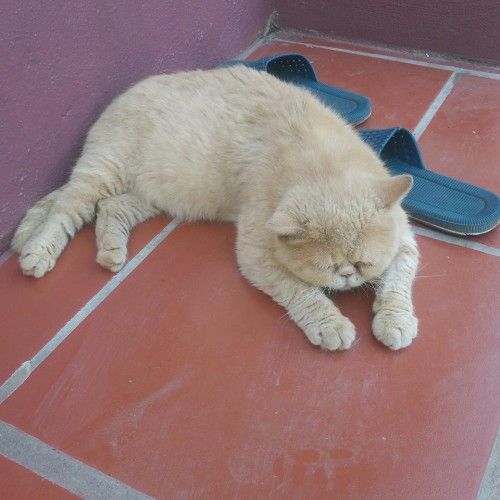 Con mèo nhà tôi