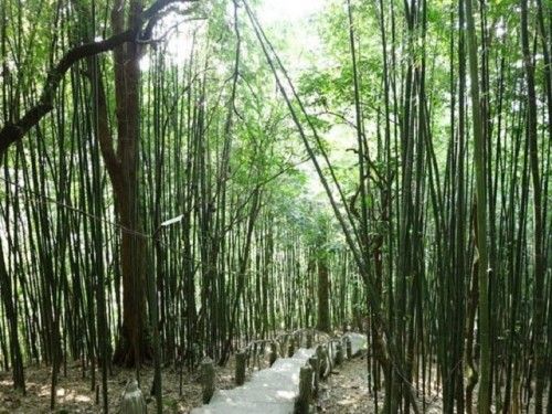 Tam Đảo (Vĩnh Phúc),Tam Đảo,Du lịch Tam Đảo