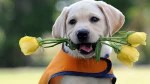 Hội nhóm những người yêu thú cưng