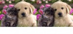 Nhóm những người mê động vật!