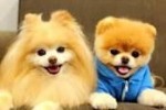 LOVE ANIMAL>.