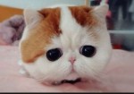 Hội_nhóm_về_cách_chăm_sóc_thú_cưng!!!!!!:))))