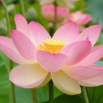 Nhóm không vui không buồn