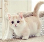 Nhóm Yêu Động Vật