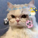Điên có tổ chức, sung sức có đào tạo