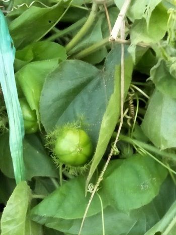 Cây này là cây gì? Gần nhà mình có loại cây này, thấy mọi người bảo phơi uống tốt lắm mà mình không biết là cây gì! Cây này là cây gì? Gần nhà mình có loại cây này, thấy mọi người bảo phơi uống tốt lắm mà mình không biết là cây gì!