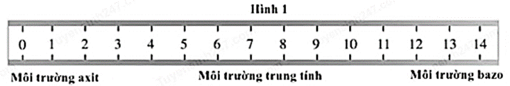 Đọc đoạn văn sau và trả lời câu hỏi từ câu 34 đến câu 40: Một sinh viên muốn nghiên cứu tính axit và tính bazơ của các thành phần và hóa chất gia dụng khác nhau bằng cách sử dụng chất chỉ thị pH tự chế của riêng bạn ấy. Chất chỉ thị pH là chất làm thay đổi màu sắc để biểu thị tính axit hoặc tính bazơ của dung dịch hóa học. Axit có thể được định nghĩa là chất nhường ion hydro hoặc H<sup>+</sup>, trong khi bazơ là chất nhận ion H<sup>+</sup>. Độ mạnh của các axit và bazơ này có thể được đo bằng thang đo pH như trong Hình 1. Thí nghiệm 1: Sinh viên cho một lá bắp cải tím vào máy xay sinh tố với một lít nước và trộn cho đến khi bắp cải hóa lỏng. Sau đó, bạn lọc hỗn hợp màu tím và đóng chai. Sau đó, sinh viên này đã thêm một giọt chất chỉ thị pH bắp cải tự chế của mình vào nhiều loại hóa chất gia dụng được liệt kê trong Bảng 1. Bạn ấy đã ghi lại độ pH đã biết của những hóa chất này cũng như màu sắc mà chất chỉ thị chuyển sang khi thêm vào những hóa chất này. Hóa chất gia dụng Độ pH đã biết Màu chỉ thị Nước rửa bồn cầu 1.0 Đỏ Nước ngọt có gas 2.5 Hồng nhạt Nước chanh 3.0 Hồng Giấm 4.5 Hồng đậm Nước 7.0 Tím Bột nở 8.0 Xanh lam Muối nở 10.0 Xanh lam Bột giặt 12.0 Xanh lục Nước thông cống 14.0 Vàng Thí nghiệm 2: Bạn sinh viên muốn xem baking soda sẽ phản ứng như thế nào khi có các hóa chất gia dụng khác. Bạn ấy đã kết hợp muối nở trong nước riêng biệt với từng hóa chất khác được sử dụng trong Thí nghiệm 1. Một số cách kết hợp sẽ tạo ra bọt khí trong khi một số cách kết hợp khác thì không. Dung dịch nào có tính bazo nhất?