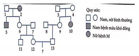 Cho sơ đồ phả hệ sau đây về sự di truyền của một bệnh M và bệnh máu khó đông ở người. Biết rằng đối với tính trạng bệnh M, tỉ lệ người mang gen gây bệnh trong số những người bìnhh thường trong quần thể là 1/9. Quần thể người này đang ở trạng thái cân bằng di truyền tính trạng máu khó đông với tỉ lệ người mắc bệnh máu khó đông ở nam giới là 1/10Xét các dự đoán sau:(1) Có 7 người trong phả hệ trên xác định được chính xác kiểu gen về bệnh máu khó đông.(2) Có thể có tối đa 7 người trong phả hệ trên có kiểu gen đồng hợp trội về tính trạnh bệnh M.(3) Xác suất cặp vợ chồng thứ 12 – 13 sinh 1 đứa con trai đầu lòng không bị cả 2 bệnh trên là 40,75%.(4) Khả năng người con gái số 9 mang kiểu gen dị hợp về cả hai tính trạng là 12,12%.(5) Xác suất cặp vợ chồng thứ 12 – 13 sinh 2 đứa con có kiểu hình khác nhau là 56,37%. Số dự đoán không đúng là: