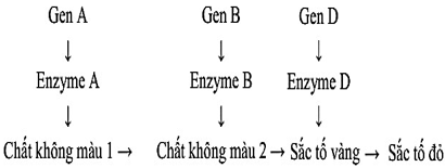 Ở một loài hoa, xét ba cặp gen phân li độc lập, các gen qui định các enzyme khác nhau cùng tham gia vào một chuỗi phản ứng hóa sinh để tạo nên sắc tố cánh hoa theo sơ đồ sau : Các alen lặn đột biến a, b, d đều không tạo ra được các enzyme A, B và D tương ứng. Khi sắc tố không được hình thành thì hoa có màu trắng. Cho cây hoa đỏ đồng hợp tử về cả ba cặp gen giao phấn với cây hoa trắng đồng hợp tử về ba cặp gen lặn, thu được F1 . Cho các cây F1 giao phấn với nhau, thu được F2 . Biết rằng không xảy ra đột biến, có bao nhiêu kết luận dưới đây là đúng? (1) ở F2 có 8 kiểu gen qui định kiểu hình hoa đỏ (2) ở F2 ,kiểu hình hoa vàng có ít kiểu gen qui định nhất (3) trong số các cây hoa trắng ở F2 , tỉ lệ hoa trắng có kiểu gen dị hợp về ít nhất một cặp gen là 78,57% (4) nếu cho tất cả các cây hoa vàng ở F2 giao phấn ngẫu nhiên, tỉ lệ hoa đỏ thu được ở đời F3 là 0%