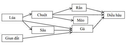 Xét một lưới thức ăn được mô tả như hình bên. Theo lí thuyết, có bao nhiêu phát biểu sau đây đúng? I. Lưới thức ăn này có 6 chuỗi thức ăn. II. Nếu loài rắn bị giảm số lượng thì loài gà sẽ tăng số lượng. III. Chuỗi thức ăn dài nhất có 4 mắt xích. IV. Loài giun đất được xếp vào sinh vật sản xuất