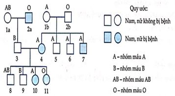 Bệnh alkan niệu là một bệnh di truyền hiếm gặp. Gen gây bệnh (alk) là gen lặn nằm trên nhiễm sắc thể số 9. Gen alk liên kết với gen I mã hóa cho hệ nhóm máu ABO. Khoảng cách giữa gen alk và gen I là 11cM. Dưới đây là một sơ đồ phả hệ của một gia đình bệnh nhân. Người số 3 và 4 sinh thêm đứa con thứ 5. Biết rằng bác sỹ xét nghiệm cho biết thai đứa con thứ 5 có nhóm máu B. Trong các nhận định sau, có bao nhiêu nhận định đúng về gia đình trên:Có tối đa 8 người mang kiểu gen đồng hợp về bệnh alkan niệu. Có tối thiểu 10 người mang kiểu gen dị hợp về gen quy định nhóm máu. Có thể xác định được chính xác kiểu gen của 8 người trong gia đình trên. Xác suất để đứa con thứ 5 bị bệnh alkan niệu là 11%.