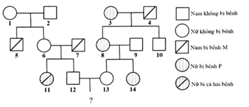 Phả hệ ở hình dưới đây mô tả sự di truyền 2 bệnh ở người: Bệnh P do một trong hai alen của một gen quy định; bệnh M do một trong hai alen của một gen nằm ở vùng không tương đồng trên nhiễm sắc thể giới tính X quy định. Biết rằng không xảy ra đột biến. Theo lí thuyết, có bao nhiêu phát biểu sau đây đúng? (1) Xác suất sinh con thứ nhất bị cả hai bệnh của cặp 12 – 13 là 1/48. (2) Xác định được chính xác kiểu gen của 9 người trong phả hệ. (3) Xác suất sinh con thứ nhất là con gái và không bị bệnh của cặp 12 – 13 là 5/12. (4) Người số 7 không mang alen quy định bệnh P