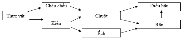 Cho một lưới thức ăn trong quần xã sinh vật được mô tả bằng sơ đồ sau đây: Có bao nhiêu kết luận dưới đây nói về lưới thức ăn trên là đúng? (1) Lưới thức ăn bao gồm 5 chuỗi thức ăn. (2) Chuột tham gia vào nhiều chuỗi thức ăn nhất. (3) Diều hâu vừa là sinh vật tiêu thụ bậc 3, vừa là sinh vật tiêu thụ bậc 4. (4) Có 3 chuỗi thức ăn gồm có 5 mắt xích.