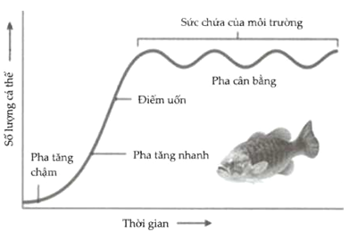 Sự tăng trưởng kích thước của một quần thể cá rô được mô tả bằng đồ thị sau: Cho các nhận xét sau: (1) Từ đồ thị cho thấy quần thể cá rô tăng trưởng theo tiềm năng sinh học trong điều kiện môi trường bị giới hạn. (2) Tốc độ tăng trưởng của quần thể cá rô tăng dần và đạt giá trị tối đa tại điểm uốn, qua điểm uốn tốc độ tăng trưởng của quần thể giảm dần và dừng lại khi quần thể đạt kích thước tối đa. (3) Ở pha cân bằng, quần thể cá rô có số lượng cá thể ổn định và phù hợp với khả năng cung cấp nguồn sống của môi trường. (4) Quần thể có số lượng tăng lên rất nhanh trước điểm uốn nhờ quan hệ hỗ trợ diễn ra mạnh mẽ trong quần thể sinh vật. Số nhận xét đúng là: