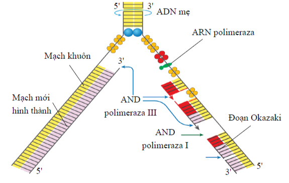 DNA là một loại axit nuclêic làm nhiệm vụ lưu trữ, bảo quản và truyền đạt thông tin di truyền ở tất cả các loài sinh vật. Khi tế bào chuẩn bị phân bào, DNA tiến hành nhân đôi, sau đó NST tiến hành nhân đôi, làm cơ sở để tế bào trải qua các kì phân chia NST. Quá trình nhân đôi DNA có sự tham gia của nhiều loại enzym khác nhau. Trong đó, để khởi đầu quá trình tổng hợp mạch pôlinuclêôtit mới thì luôn cần phải có enzym RNA pôlimeraza xúc tác tổng hợp đoạn RNA mồi. Trong quá trình nhân đôi DNA, cần sử dụng số loại nuclêôtit làm nguyên liệu là