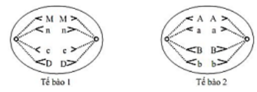 Hình vẽ sau đây mô tả hai tế bào ở hai cơ thể lưỡng bội đang phân bào. Biết rằng không xảy ra đột biến; các chữ cái A, a, B, b, c, D, M, n kí hiệu cho các nhiễm sắc thể. Theo lí thuyết, phát biểu nào sau đây đúng?