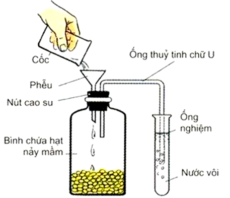 Trong thí nghiệm phát hiện hô hấp bằng việc thải khí CO<sub>2</sub>, phát biểu nào sau đây sai?