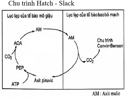 Hãy cho biết nhóm thực vật nào cố định CO2 theo chu trình dưới đây?