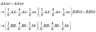 Ở cà chua, xét hai cặp gen (A,a; B,b) trội lặn hoàn toàn, phân li độc lập. Cây cà chua tứ bội giảm phân bình thường tạo giao tử 2n. Giả sử các giao tử tạo ra đều có khả năng thụ tinh như nhau. Cho các cây cà chua tứ bội có kiểu gen AAaaBBbb tự thụ phấn, ở F<sub>1</sub> có bao nhiêu phát biểu đúng? I. Các cá thể có kiểu gen giống bố mẹ chiếm tỉ lệ 25%. II. Tỉ lệ kiểu hình lặn một tính trạng là 2,7%. III. Tỉ lệ kiểu gen AAAaBbbb là 4/81. IV. Nếu cho cây cà chua tứ bội trên lai với cây cà chua tứ bội đồng hợp lặn, theo lí thuyết đời sau thu đuợc tỉ lệ kiểu hình một tính trạng trội một tính trạng lặn gấp 5 lần kiểu hình lặn cả hai tính trạng