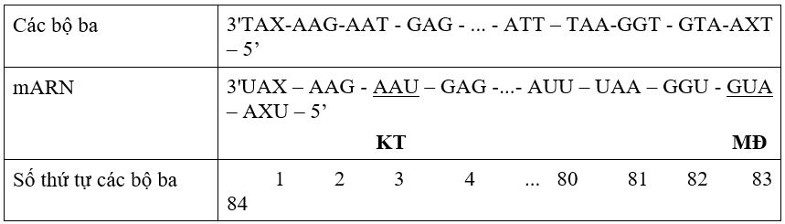 Một đoạn của gen cấu trúc ở sinh vật nhân sơ có trật tự nucleotit trên mạch bổ sung như sau:Biết rằng các codon 5'GAG3’ và 5'GAA3’ cùng mã hóa cho axit amin Glutamic, 5'GAU3’ và 5'GAX3’ cùng mã hóa cho axit amin Asparagin. Có bao nhiêu phát biểu sau đây là đúng?I. Vùng mã hóa trên mạch gốc của gen trên có 80 triplet.II. Đột biến thay thế một cặp nucleotit bất kì xảy ra tại bộ ba thứ 82 trong đoạn gen trên luôn làm biến đổi thành phần của chuỗi polipeptit do gen qui định tổng hợp. III. Đột biến thay thế một cặp nucleotit X-G thành A-T xảy ra tại nucleotit thứ 12 tính từ đầu 3’ của đoạn mạch trên sẽ làm cho chuỗi polipeptit do gen quy định tổng hợp bị mất đi một axit amin so với chuỗi polipeptit bình thường.IV. Đột biến thay thế một cặp nucleotit X - G thành G - X xảy ra tại nucleotit thứ 10 tính từ đầu 3’ không ảnh hưởng đến số lượng, thành phần và trình tự sắp xếp của các axit amin trong chuỗi polipeptit do gen quy định tổng hợp.