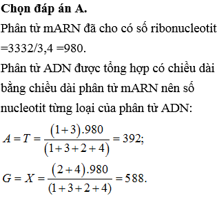 Một phân tử mARN có chiều dài 3332A<sup>o</sup>, trong đó có tỉ lệ A:U:G:X=1:3:2:4. Sử dụng phân tử mARN này làm khuôn để phiên mã ngược tổng hợp nên phân tử ADN mạch kép. Nếu phân tử ADN được tổng hợp có chiều dài bằng chiều dài của phân tử mARN này thì số nucleotit loại A của ADN là?