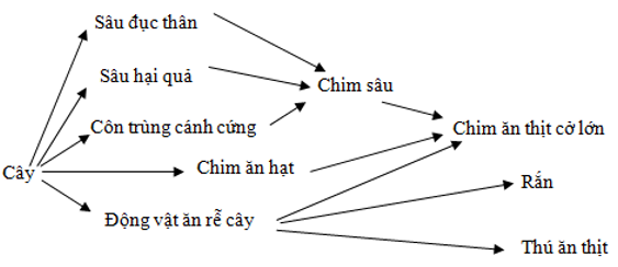 Trong giờ thực hành, một bạn học sinh đã mô tả ngắn gọn quan hệ sinh thái giữa các loài trong một vường xoài như sau: Cây xoài là thức ăn của sâu đục thân, sâu hại quả, chim ăn quả, côn trùng cánh cứng ăn vỏ cây và loài động vật ăn rễ cây. Chim sâu ăn côn trùng cánh cứng, sâu đục thân và sâu hại quả. Chim sâu và chim ăn quả đều là thức ăn của chim ăn thịt cỡ lớn. Động vật ăn rễ cây là thức ăn của rắn, thú ăn thịt và chim ăn thịt cỡ lớn. Từ các mô tả này, có bao nhiêu phát biểu sau đây đúng?I. Chuỗi thức ăn dài nhất trong lưới thức ăn này có tối đa 4 mắt xích.II. Nếu số lượng động vật ăn rễ cây bị giảm mạnh thì sự cạnh tranh giữa chim ăn thịt cỡ lớn và rắn gay gắt hơn so với sự cạnh tranh giữa rắn và thú ăn thịt.III. Chim ăn thịt cỡ lớn có thể là động vật tiêu thụ bậc 2, cũng có thể là động vật tiêu thụ bậc 3.IV. Các loài sâu đục thân, sâu hại quả, động vật ăn rễ cây và côn trùng cánh cứng có ổ sinh thái trùng nhau hoàn toàn.