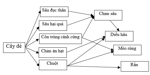 Trong một giờ học thực hành, khi quan sát về một lưới thức ăn, một học sinh đã mô tả như sau: Sâu đục thân, sâu hại quả, chim ăn hạt, côn trùng cánh cứng ăn vỏ cây và chuột ăn rễ cây đều có nguồn thức ăn lấy từ cây dẻ; chim sâu ăn côn trùng cánh cứng, sâu đục thân và sâu hại quả; diều hâu sử dụng chim sâu, chim ăn hạt và chuột làm thức ăn; rắn ăn chuột; mèo rừng ăn chuột và côn trùng cánh cứng. Dựa trên các mô tả này, có bao nhiêu phát biểu sau đây đúng? I. Chim sâu vừa thuộc sinh vật tiêu thụ cấp 3 vừa thuộc sinh vật tiêu thụ cấp 2. II. Không có sự cạnh tranh dinh dưỡng giữa rắn và diều hâu. III. Lưới thức ăn này có 8 chuỗi thức ăn. IV. Quan hệ giữa mèo rừng và chim sâu là quan hệ hội sinh.