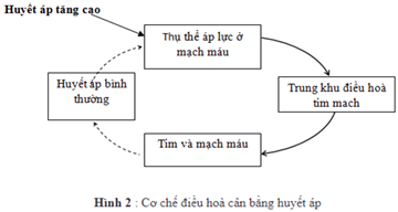 Cơ chế duy trì huyết áp diễn ra theo trật tự nào?