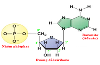 Axit đêôxiribônuclêic (ADN) được cấu tạo từ những loại nguyên tố nào?