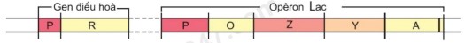 Khi nói về operon Lac ở vi khuẩn E. coli, có bao nhiêu phát biểu sau đây sai?I. Gen điều hòa (R) nằm trong thành phần của ôpêron Lac.II. Vùng vận hành (O) là nơi ARN pôlimeraza bám vào và khởi đầu phiên mã.III. Khi môi trường không có lactôzơ thì gen điều hòa (R) không phiên mã.IV. Khi gen cấu trúc A và gen cấu trúc Z đều phiên mã 12 lần thì gen cấu trúc Y cũng phiên mã 12 lần.