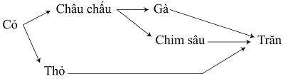 Trong một quần xã sinh vật trên cạn, châu chấu và thỏ sử dụng cỏ là nguồn thức ăn; châu chấu là nguồn thức ăn của gà và chim sâu. Chim sâu, gà và thỏ đều là nguồn thức ăn của trăn. Khi phân tích mối quan hệ dinh dưỡng giữa các loại trong quần xã trên, phát biểu nào sau đây đúng?