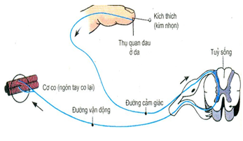 Cung phản xạ “co ngón tay của người” thực hiện theo trật tự nào?